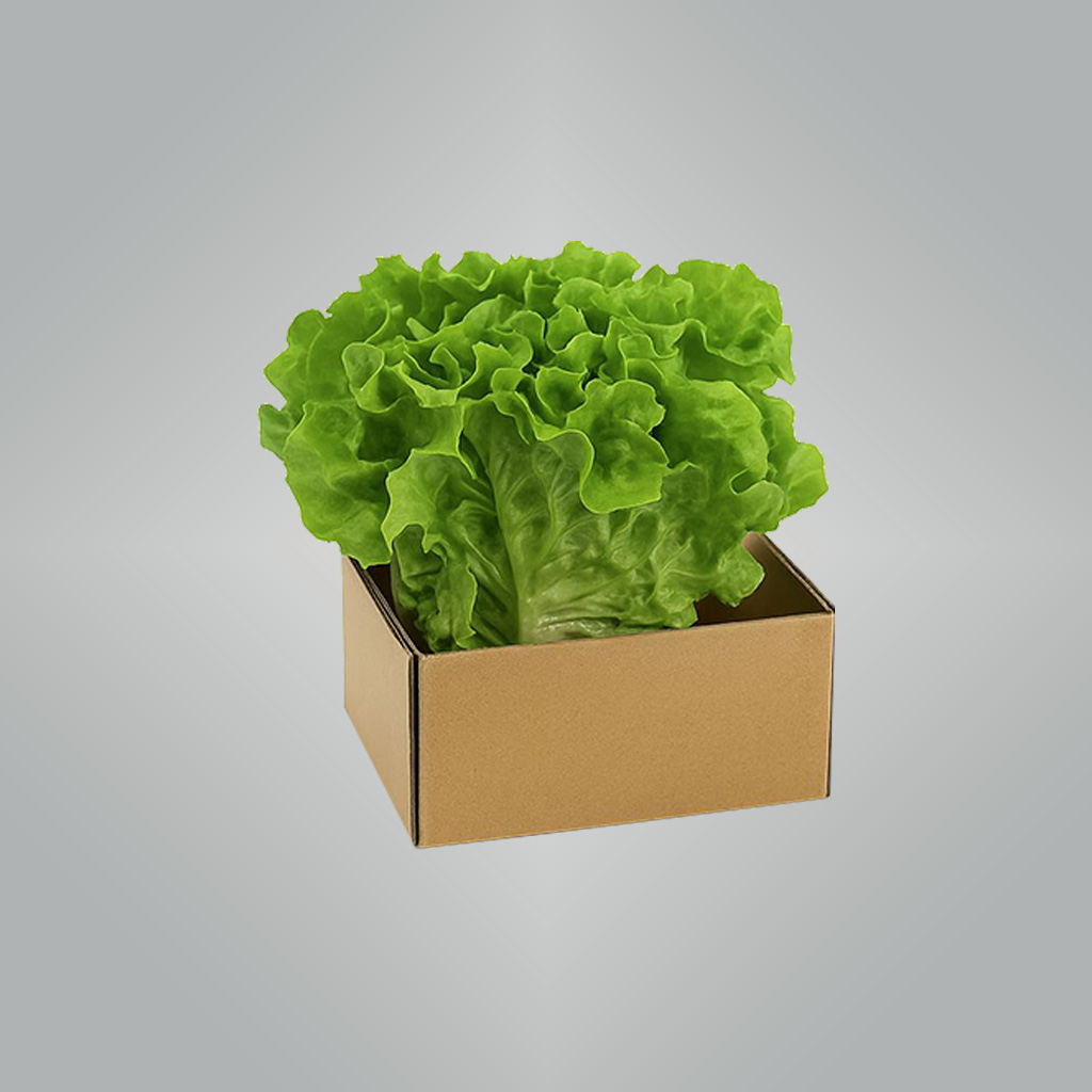 Lettuce-Irish-1.jpeg Lettuce Irish - Image 1